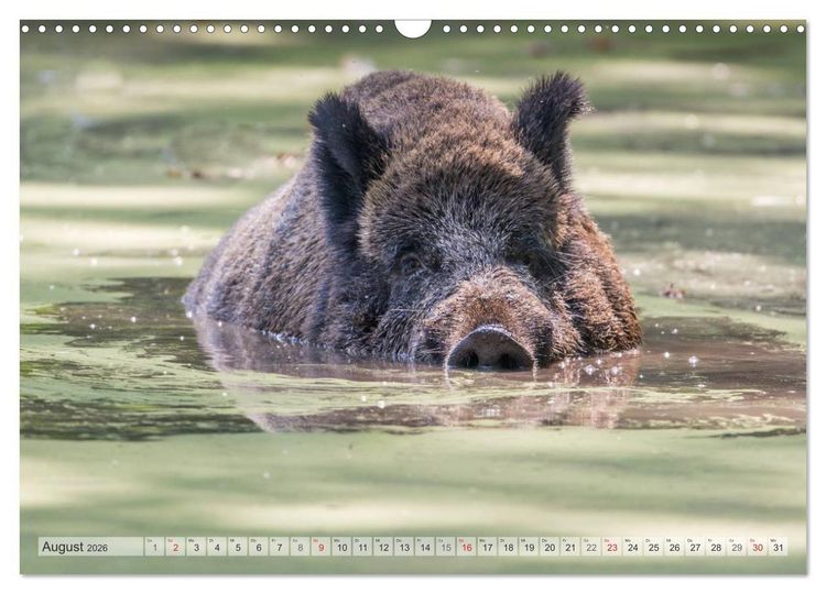 Produktbild: Emotionale Momente: Wild und Jagd. (Wandkalender 2026 DIN A3 quer), CALVENDO Monatskalender