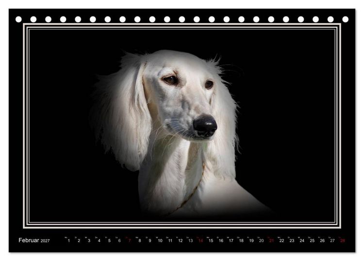 Produktbild: Saluki 2027 (Tischkalender 2027 DIN A5 quer), CALVENDO Monatskalender