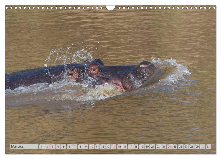 Produktbild: Emotionale Momente. Happy Hippo / CH-Version (Wandkalender 2026 DIN A3 quer), CALVENDO Monatskalender