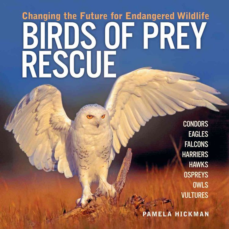 Produktbild: Birds of Prey Rescue
