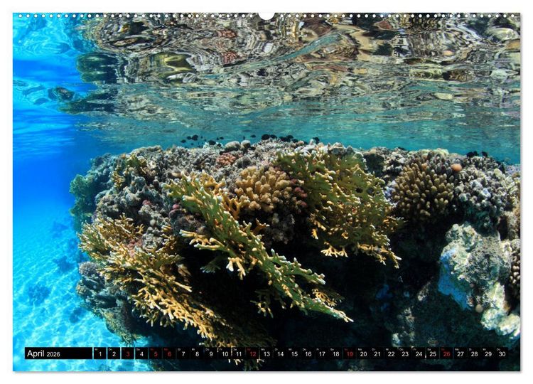 Produktbild: Rotes Meer Unterwasser (Wandkalender 2026 DIN A2 quer), CALVENDO Monatskalender