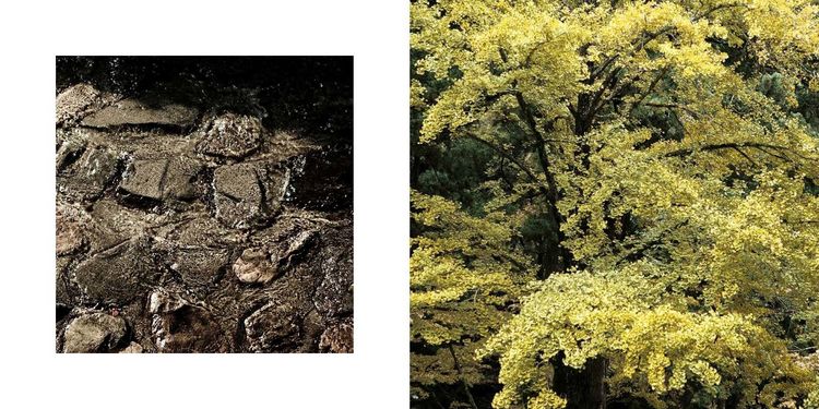 Produktbild: The Magic of Japanese Zen Gardens