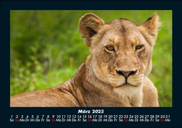 Produktbild: Tierkalender 2025 Fotokalender DIN A5