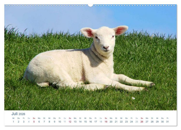Produktbild: Schafe am Deich 2026. Tierische Impressionen von der Nordseek&uuml;ste (hochwertiger Premium Wandkalender 2026 DIN A2 quer), Kunstdruck in Hochglanz