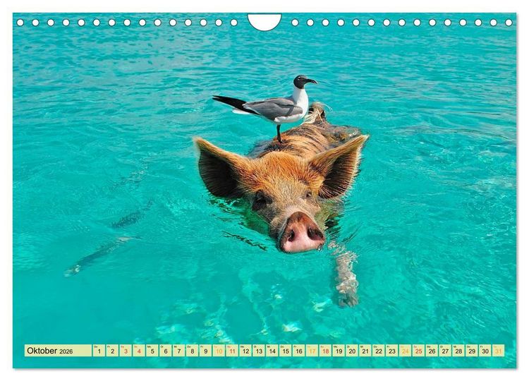 Produktbild: Lustig und verr&uuml;ckt - der ganz andere Tierkalender (Wandkalender 2026 DIN A4 quer), CALVENDO Monatskalender