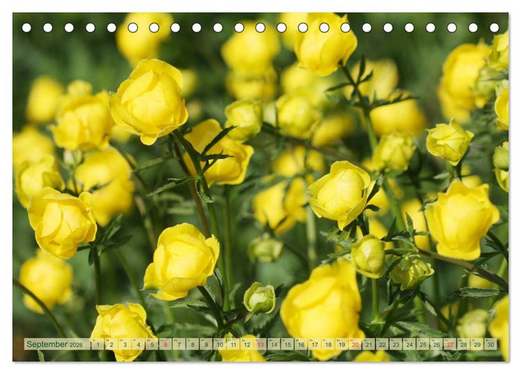 Produktbild: Wundersch&ouml;ne Wildblumen (Tischkalender 2026 DIN A5 quer), CALVENDO Monatskalender