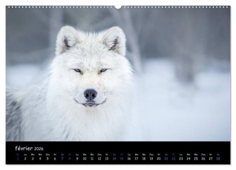 Produktbild: J'ai vu le loup (Calendrier mural 2026 DIN A2 vertical) calendrier de bureau