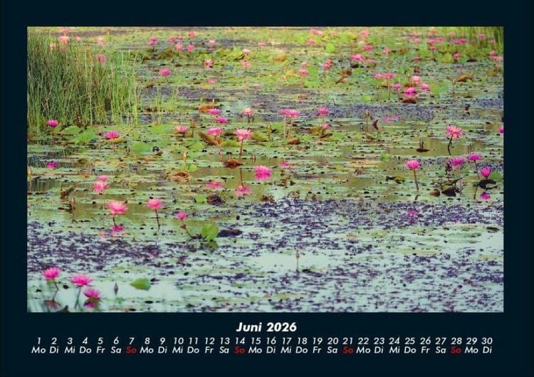 Produktbild: Rosen-Kalender 2026 Fotokalender DIN A4