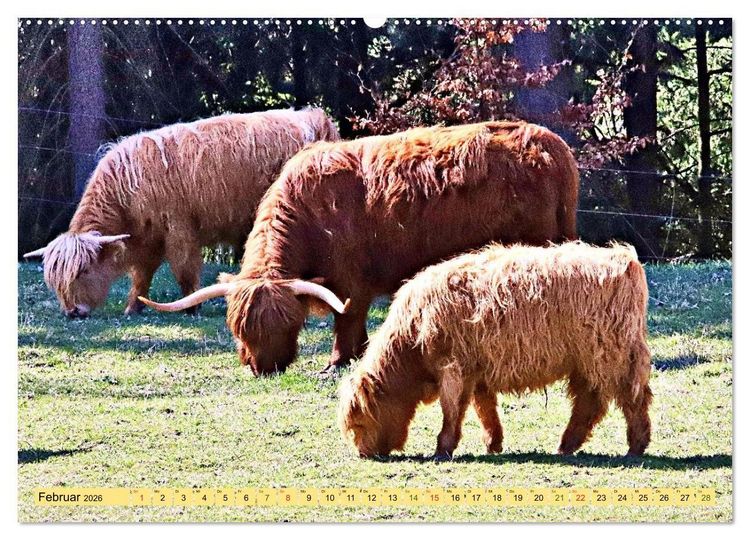Produktbild: Highland Cattle, die Hochlandrinder aus Pfeffingen (Wandkalender 2026 DIN A2 quer), CALVENDO Monatskalender