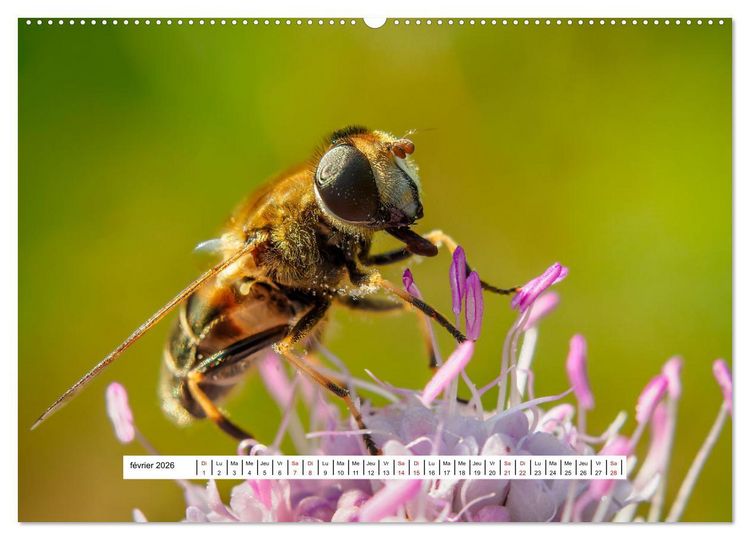 Produktbild: La vie de nos prairies - Les dipt&egrave;res (Calendrier mural 2026 DIN A2 vertical), CALVENDO calendrier mensuel