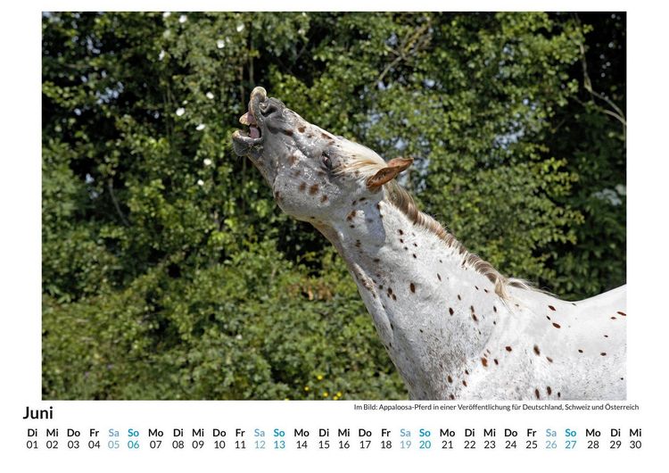 Produktbild: Appaloosa