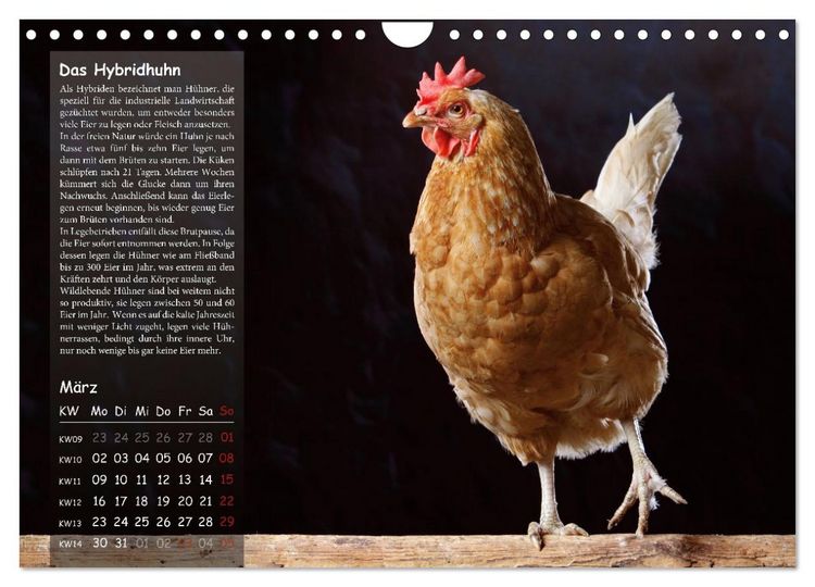 Produktbild: Von der Einzigartigkeit der H&uuml;hner 2026 (Wandkalender 2026 DIN A4 quer), CALVENDO Monatskalender