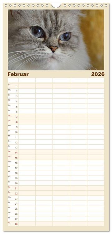 Produktbild: Familienplaner 2026 - Katzen im Portr&auml;t / Geburtstagskalender mit 5 Spalten (Wandkalender, 21 x 45 cm) CALVENDO