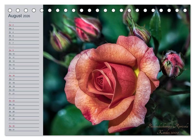 Produktbild: Kurf&uuml;rstliche Rosen Eltville am Rhein (Tischkalender 2026 DIN A5 quer), CALVENDO Monatskalender
