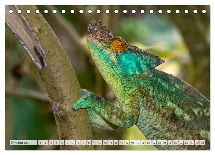 Produktbild: Drachen: Geheimnisvolles Tierreich (Tischkalender 2027 DIN A5 quer), CALVENDO Monatskalender
