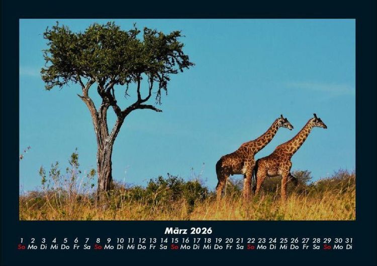 Produktbild: Giraffen 2026 Fotokalender DIN A4