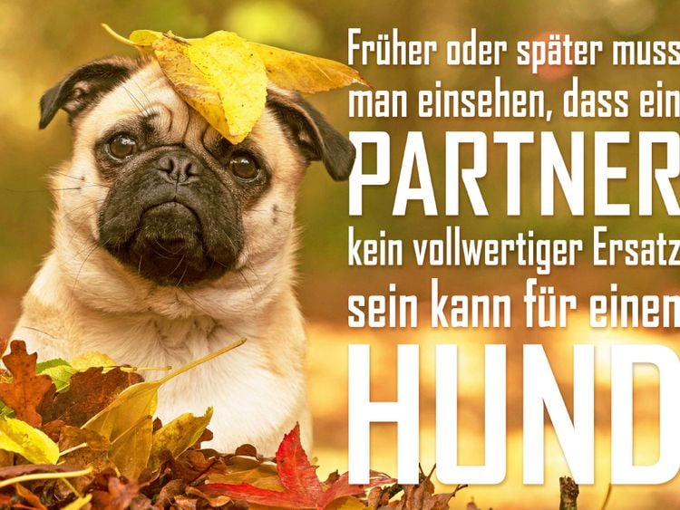 Produktbild: CALVENDO Puzzle Mops Welpe schaut lustig aus einem herbstlichen Bl&auml;tterhaufen 1000 Teile Lege-Gr&ouml;&szlig;e 64 x 48 cm Foto-Puzzle Bild von CALVENDO