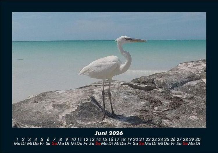 Produktbild: Vogelparadies 2026 Fotokalender DIN A5