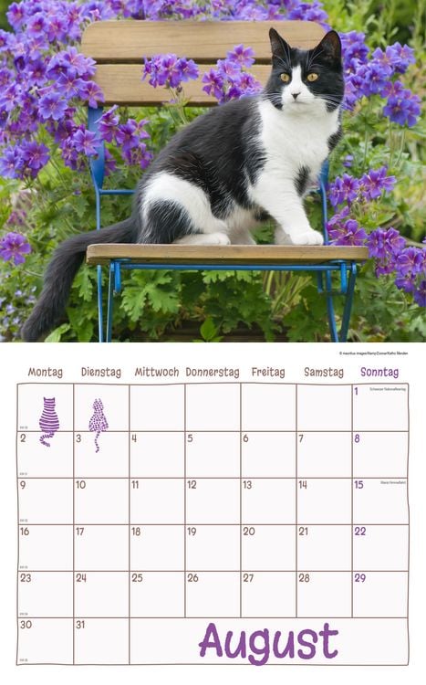 Produktbild: Katzen Kalenderpaket 2027