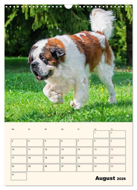 Produktbild: Bernhardiner - Mit dem St. Bernhardshund durch das Jahr (Wandkalender 2026 DIN A3 hoch), CALVENDO Monatskalender