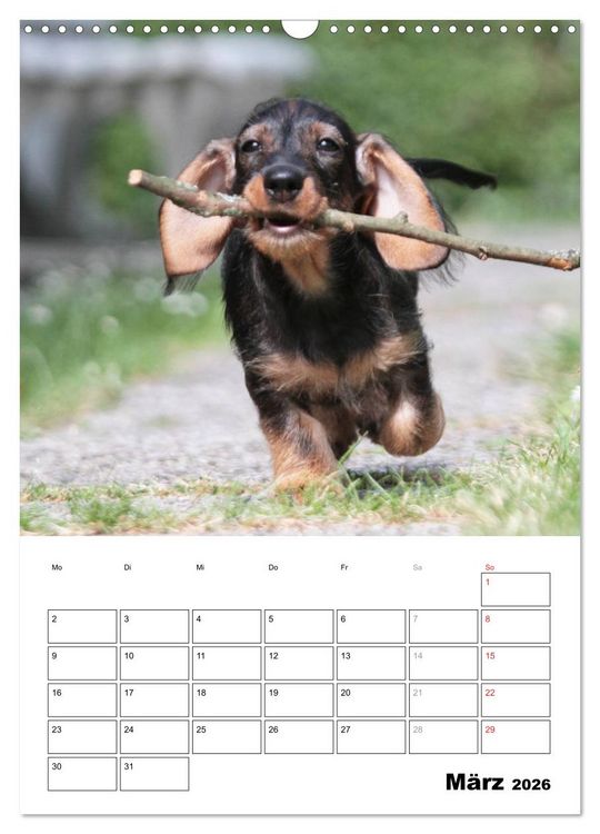 Produktbild: Geliebte Rabauken - Rauhaardackel (Wandkalender 2026 DIN A3 hoch), CALVENDO Monatskalender