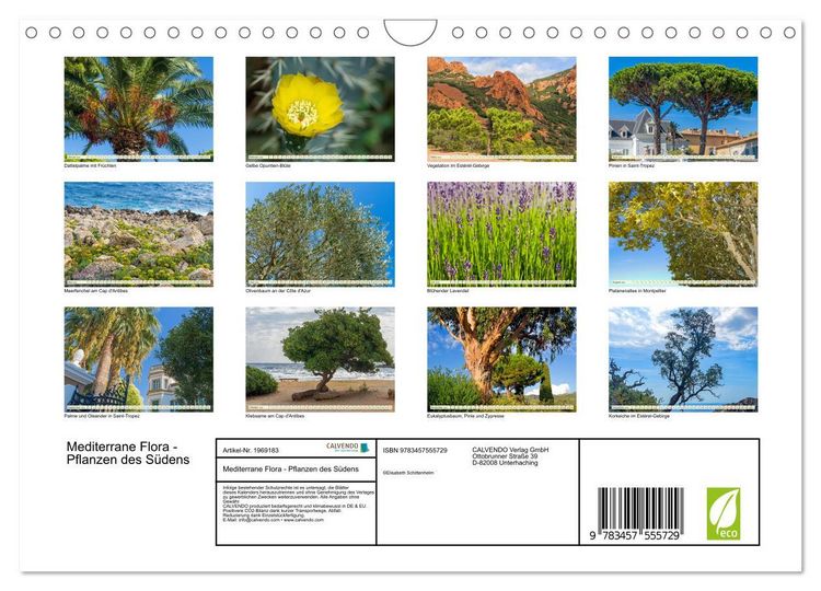 Produktbild: Mediterrane Flora - Pflanzen des S&uuml;dens (Wandkalender 2026 DIN A4 quer), CALVENDO Monatskalender