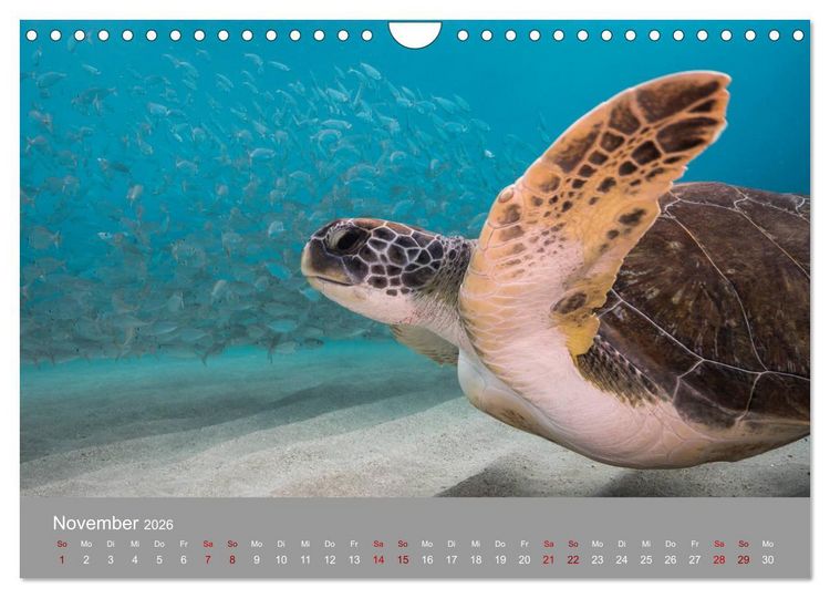 Produktbild: Karibische Meeresschildkr&ouml;ten (Wandkalender 2026 DIN A4 quer), CALVENDO Monatskalender
