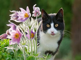 Produktbild: Katze schaut neugierig durch Bl&uuml;ten der K&uuml;chenschellen (Puzzle)