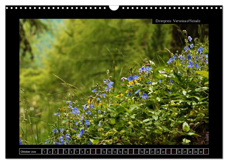 Produktbild: Alpine Flora in der Hom&ouml;opathie (Wandkalender 2026 DIN A3 quer), CALVENDO Monatskalender