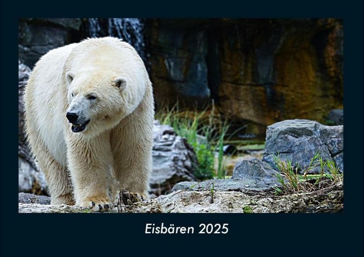 Produktbild: Eisb&auml;ren 2025 Fotokalender DIN A4
