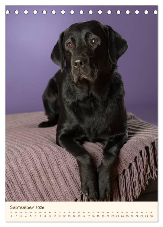 Produktbild: Labrador Retriever (Tischkalender 2026 DIN A5 hoch), CALVENDO Monatskalender