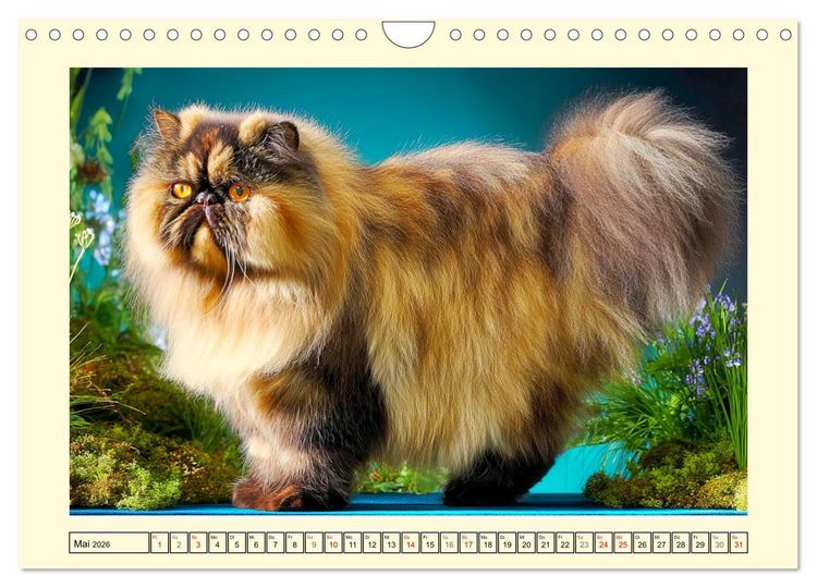 Produktbild: Perserkatzen. Zauberhaft, sanft, anh&auml;nglich und wundersch&ouml;n (Wandkalender 2026 DIN A4 quer), CALVENDO Monatskalender