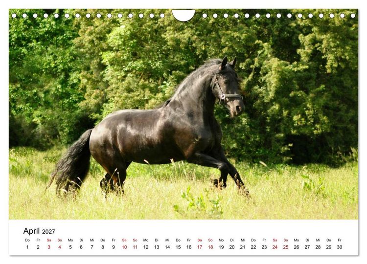 Produktbild: Friesen - Kraft und Eleganz (Wandkalender 2027 DIN A4 quer), CALVENDO Monatskalender