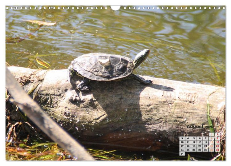 Produktbild: Kanadas charmante Kleintiere - Bezaubernde Einblicke in die Natur (Wandkalender 2026 DIN A3 quer), CALVENDO Monatskalender