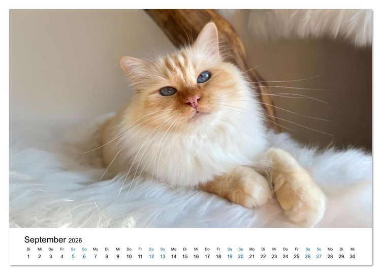 Produktbild: Heilige Birma Katzen - Eine Rasse mit traumhaft blauen Augen. (Tischkalender 2026 DIN A5 quer), CALVENDO Monatskalender