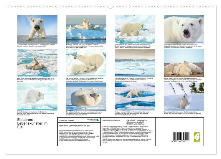 Produktbild: Eisb&auml;ren: Lebensk&uuml;nstler im Eis (hochwertiger Premium Wandkalender 2026 DIN A2 quer), Kunstdruck in Hochglanz