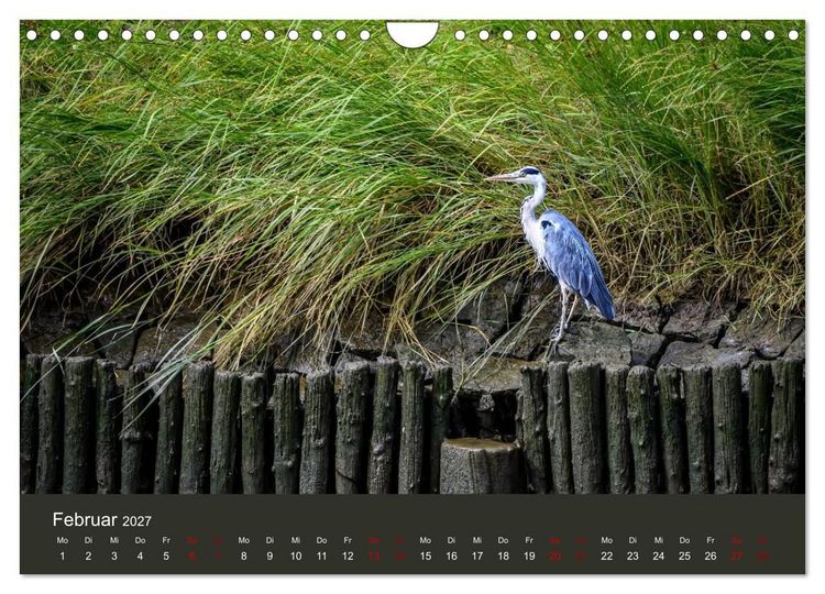 Produktbild: Reiher in der Elbmarsch (Wandkalender 2027 DIN A4 quer), CALVENDO Monatskalender
