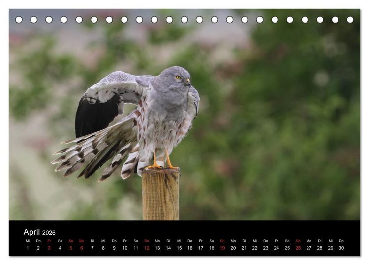 Produktbild: Wiesenweihen in Deutschland (Tischkalender 2026 DIN A5 quer), CALVENDO Monatskalender