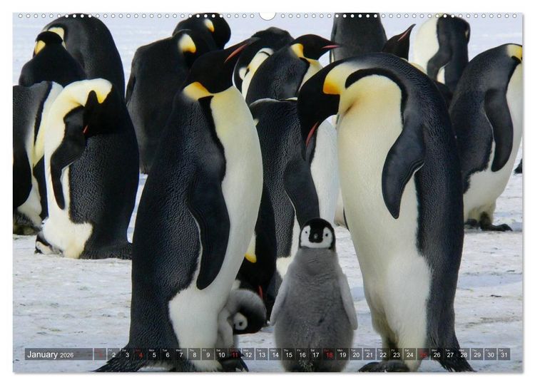 Produktbild: Penguins Unique and amazing birds (High Quality Premium Wall Calendar 2026 DIN A2 landscape),CALVENDO 12 Month Wall Calendar