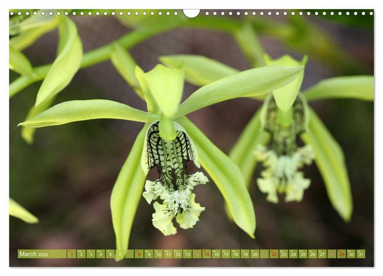 Produktbild: Orchid - A Flower Wonder (Wall Calendar 2026 DIN A3 landscape), CALVENDO 12 Month Wall Calendar