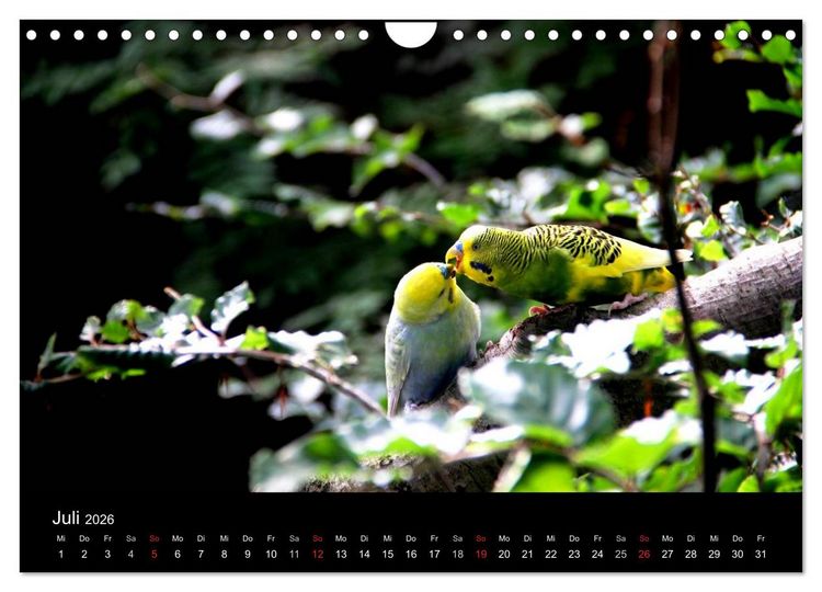 Produktbild: Wellensittiche - Naturkalender (Wandkalender 2026 DIN A4 quer), CALVENDO Monatskalender