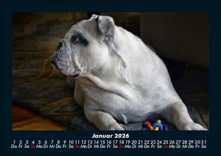 Produktbild: Hundezauber 2026 Fotokalender DIN A5