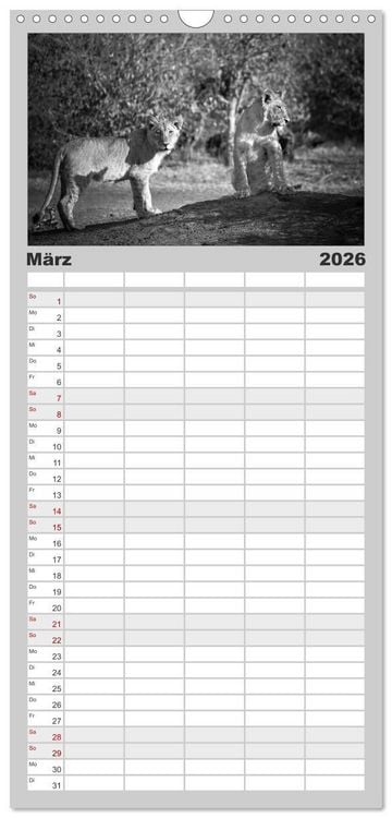 Produktbild: Familienplaner 2026 - L&ouml;wen schwarz wei&szlig; mit 5 Spalten (Wandkalender, 21 x 45 cm) CALVENDO