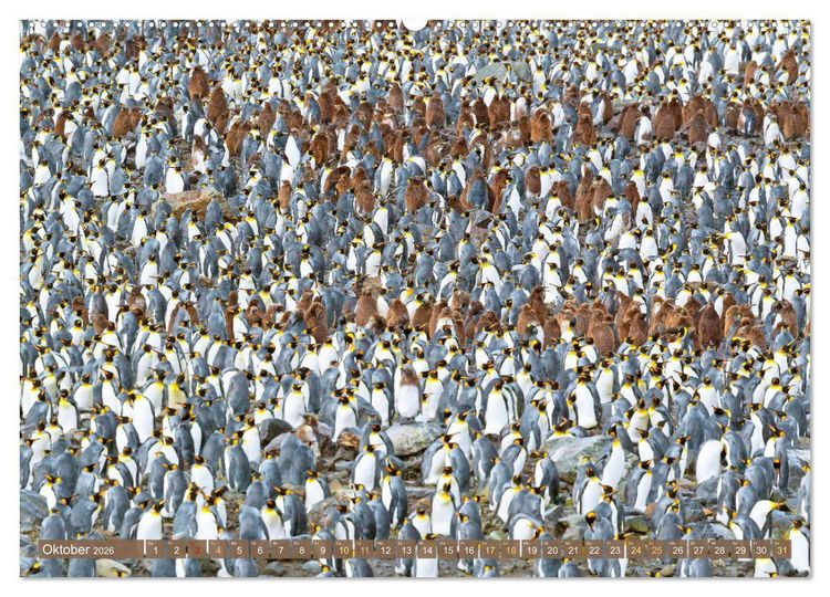 Produktbild: Pinguine: Gehupft wie gesprungen (Wandkalender 2026 DIN A2 quer), CALVENDO Monatskalender