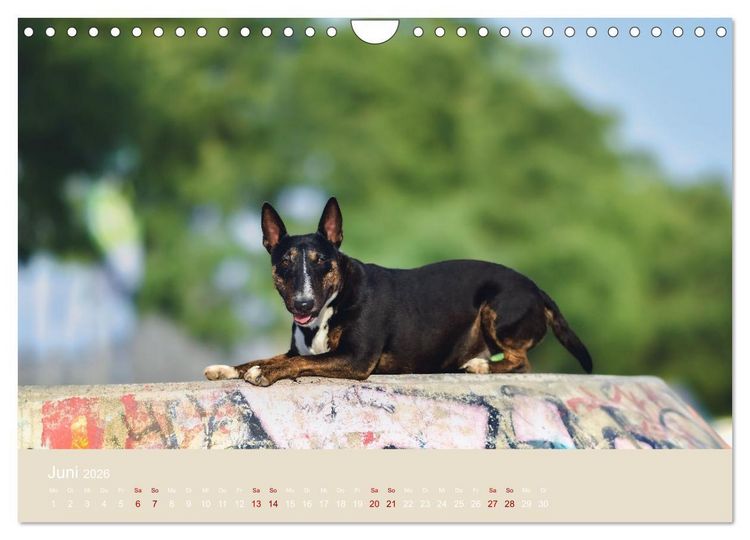 Produktbild: Fantastische Bullterrier - Sieger im Herzen (Wandkalender 2026 DIN A4 quer), CALVENDO Monatskalender