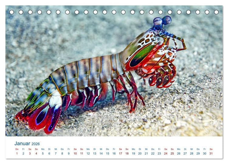 Produktbild: Die Farben im Meer (Tischkalender 2026 DIN A5 quer), CALVENDO Monatskalender