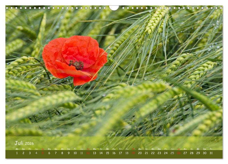 Produktbild: Mohntr&auml;ume (Wandkalender 2026 DIN A3 quer), CALVENDO Monatskalender
