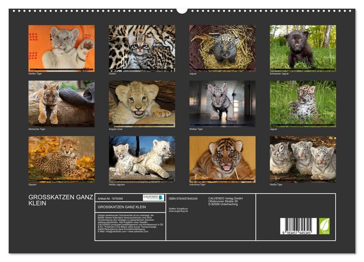 Produktbild: GROSSKATZEN GANZ KLEIN (Wandkalender 2026 DIN A2 quer), CALVENDO Monatskalender