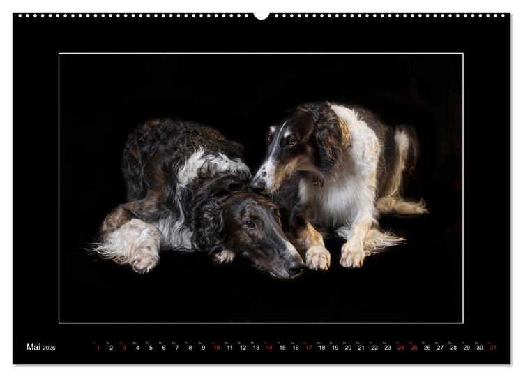 Produktbild: Windhunde - Schnelle Sch&ouml;nheiten (Wandkalender 2026 DIN A2 quer), CALVENDO Monatskalender