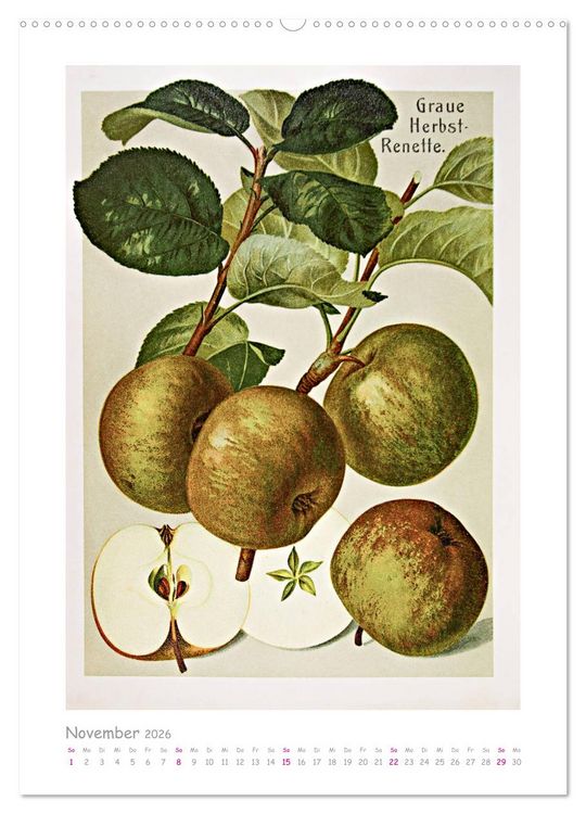Produktbild: &Auml;pfel/Appels. Alte ostfriesische Sorten (hochwertiger Premium Wandkalender 2026 DIN A2 hoch), Kunstdruck in Hochglanz